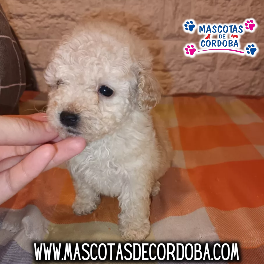 French Poodle 5 Mascotas de Cordoba French Poodle 5 Mascotas de Cordoba